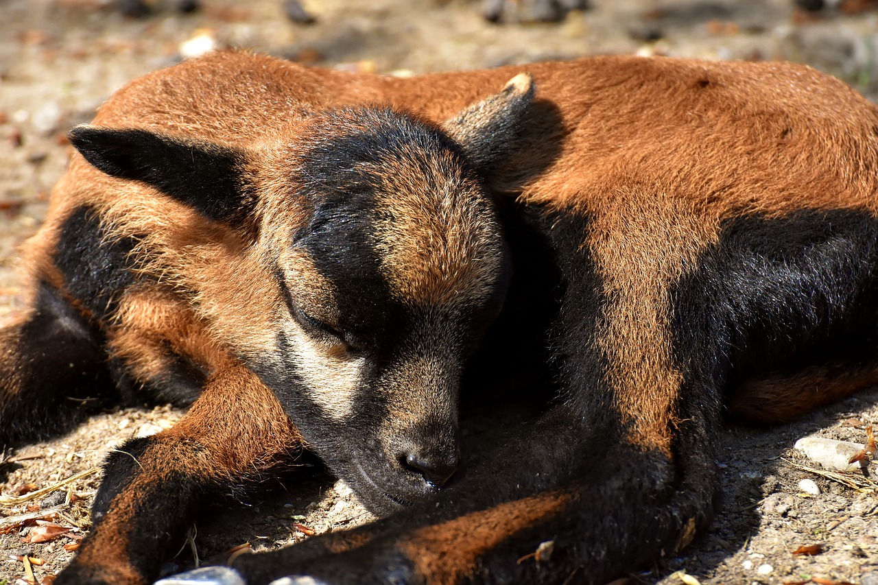 sheep  wildpark poing  reborn free photo