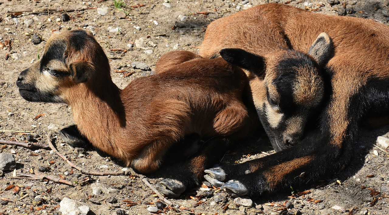 sheep  reborn  young animal free photo