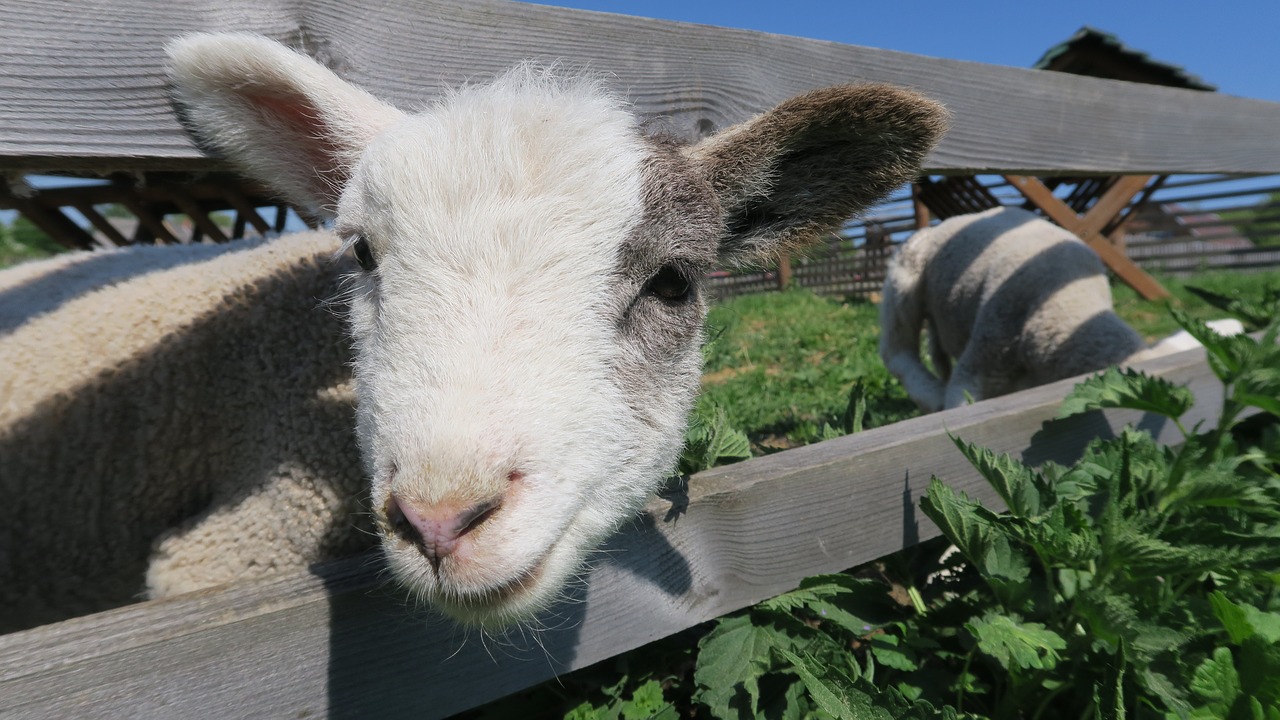 sheep  lamb  spring free photo