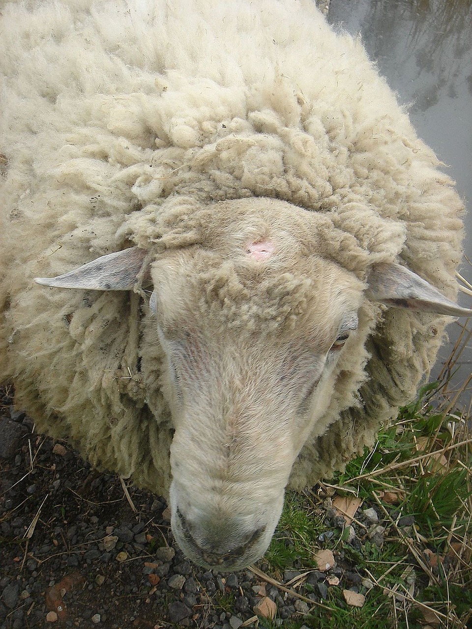 sheep animal home free photo