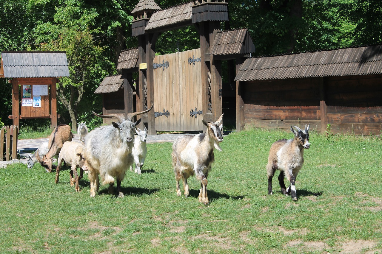 sheep  goats  herd free photo