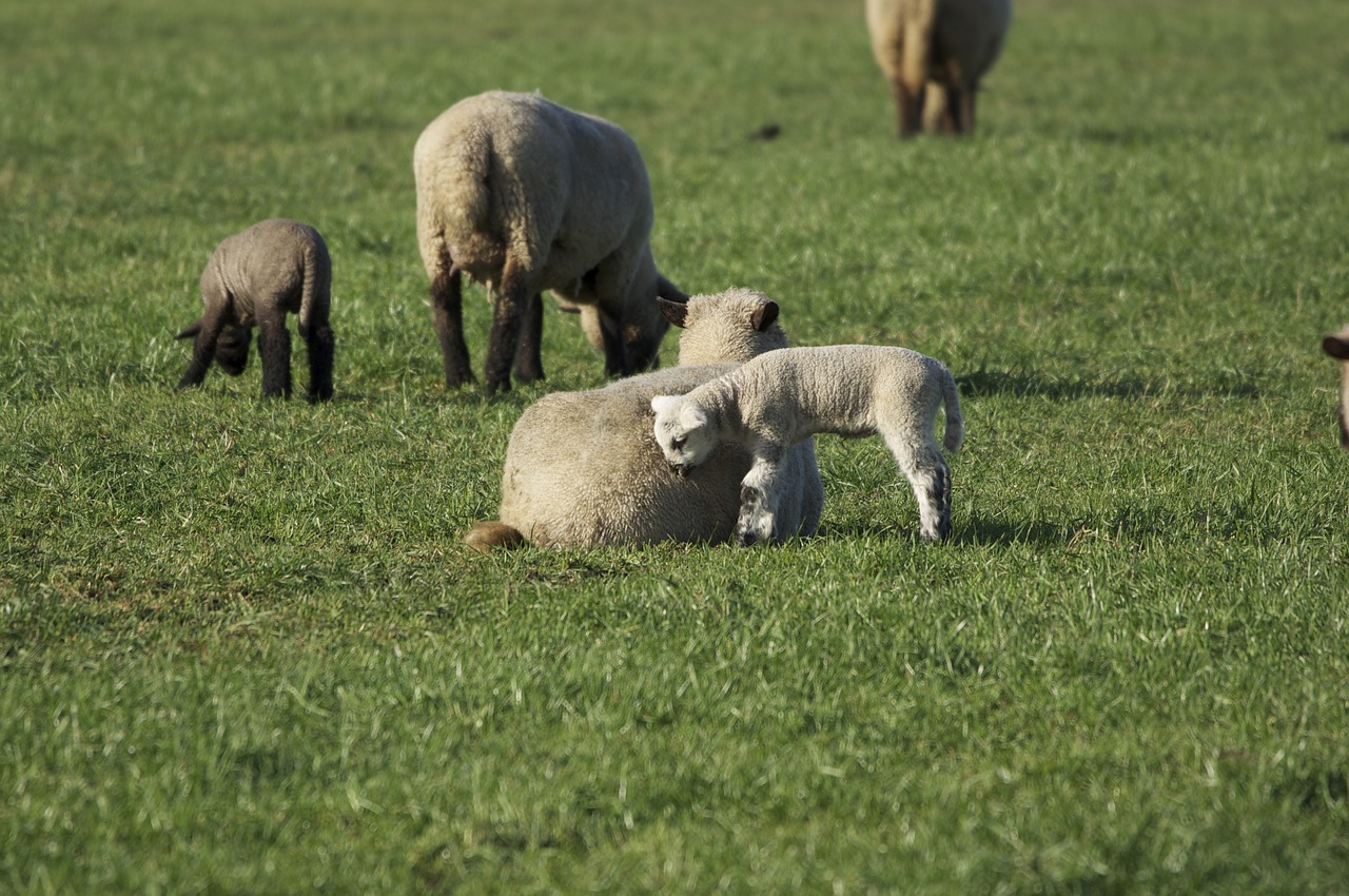 sheep lambs pasture free photo