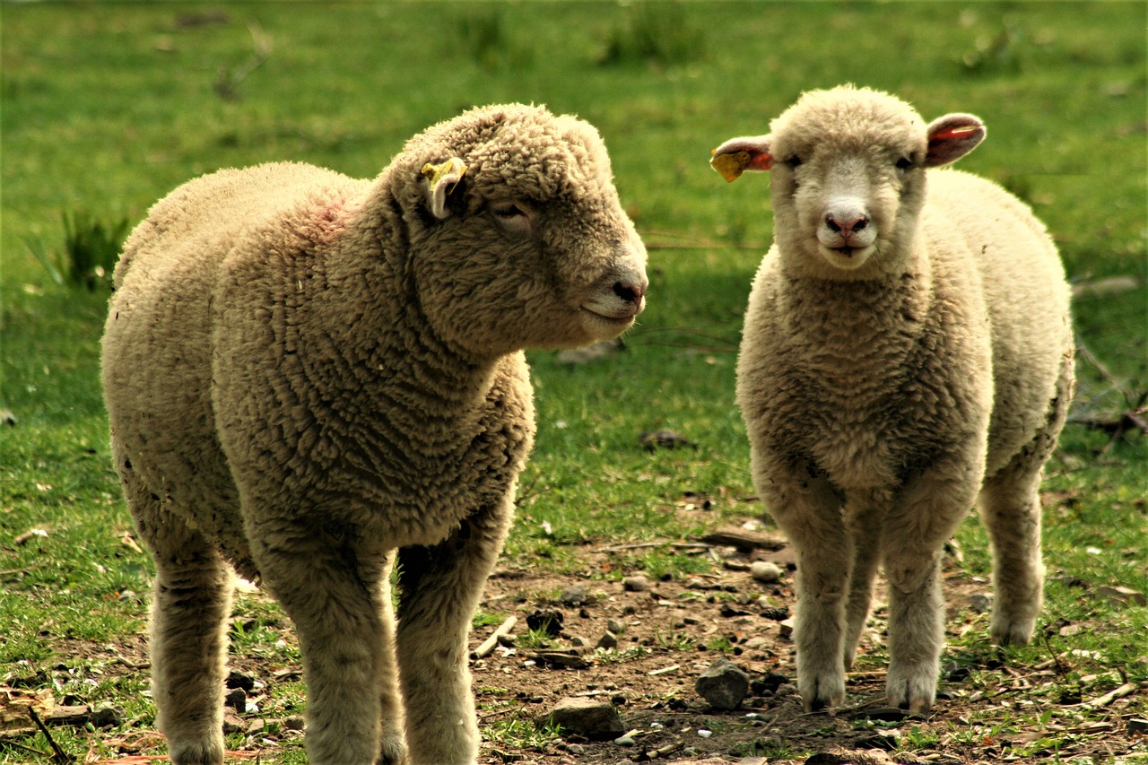 sheep  ewe  lamb free photo