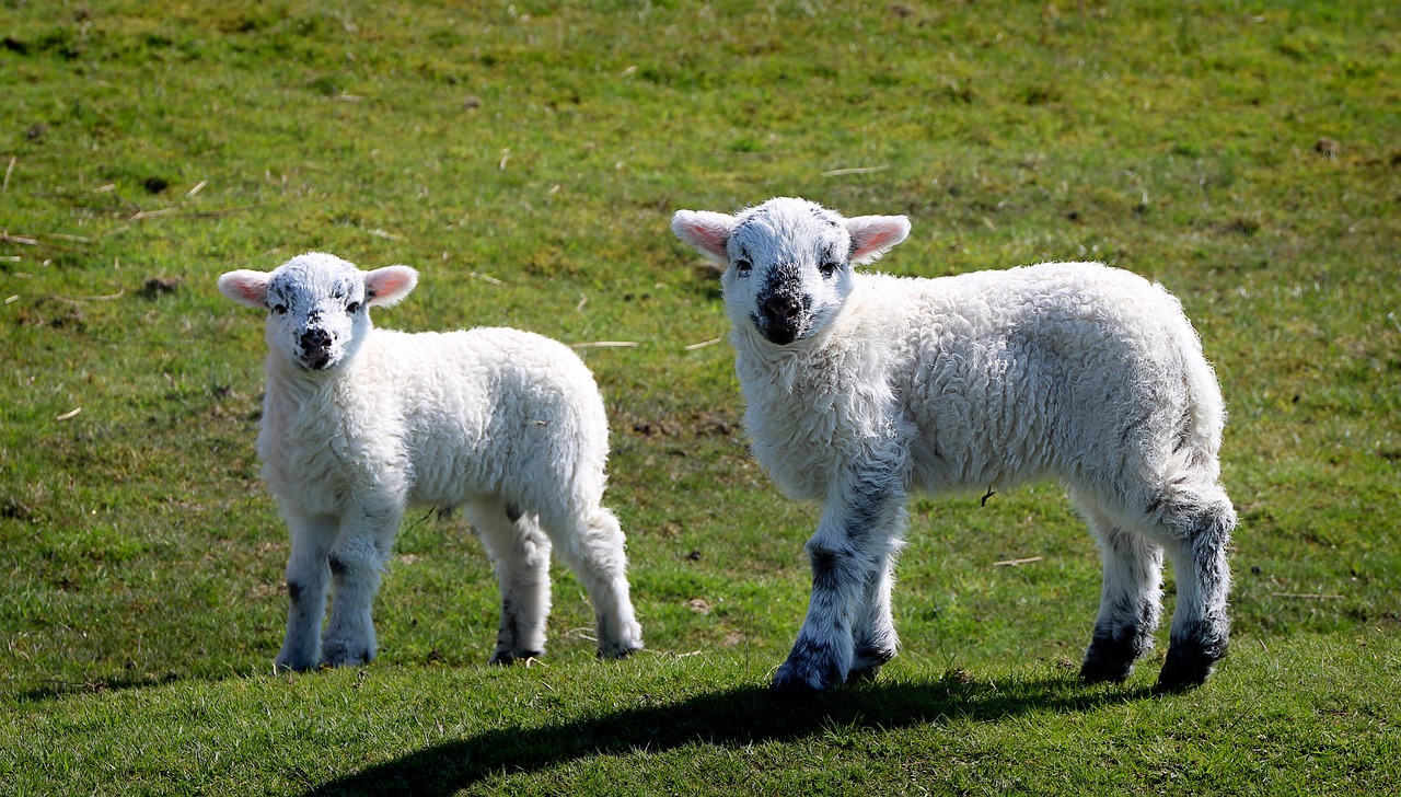 sheep  lamb  good free photo