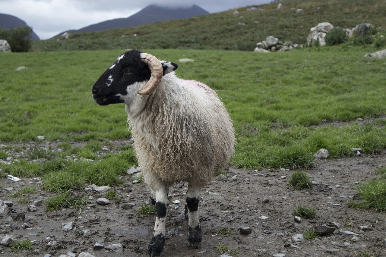 sheep  farm  countryside free photo