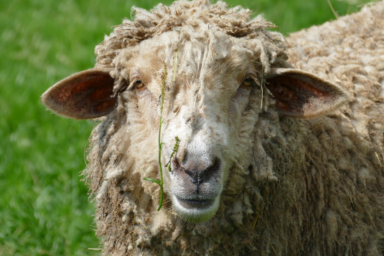 sheep  mammal  fauna free photo