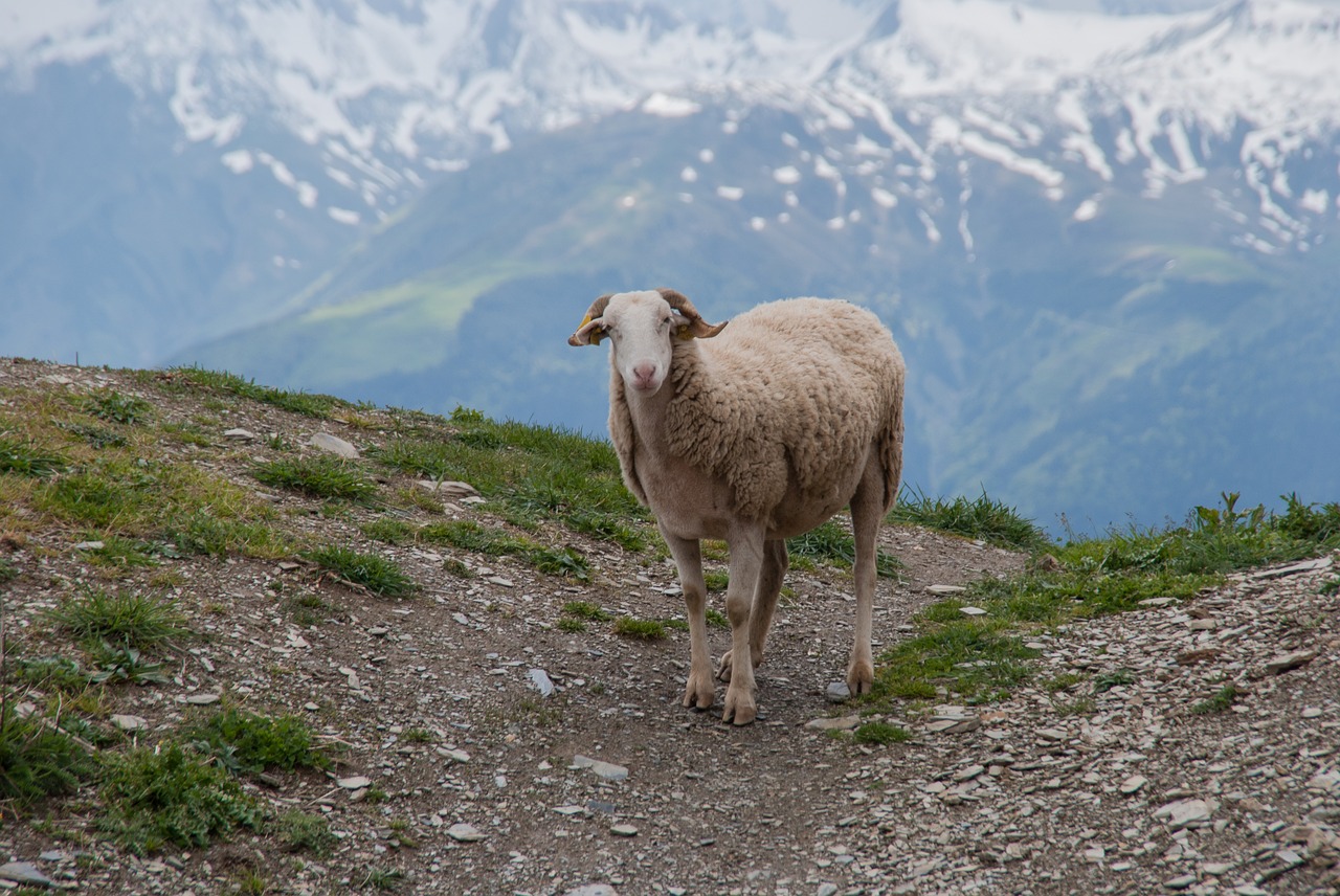 sheep  mountain  animal free photo