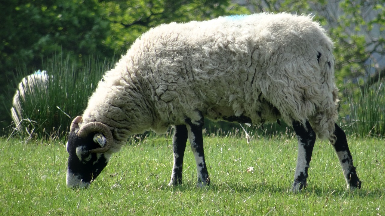 sheep  ram  farm free photo