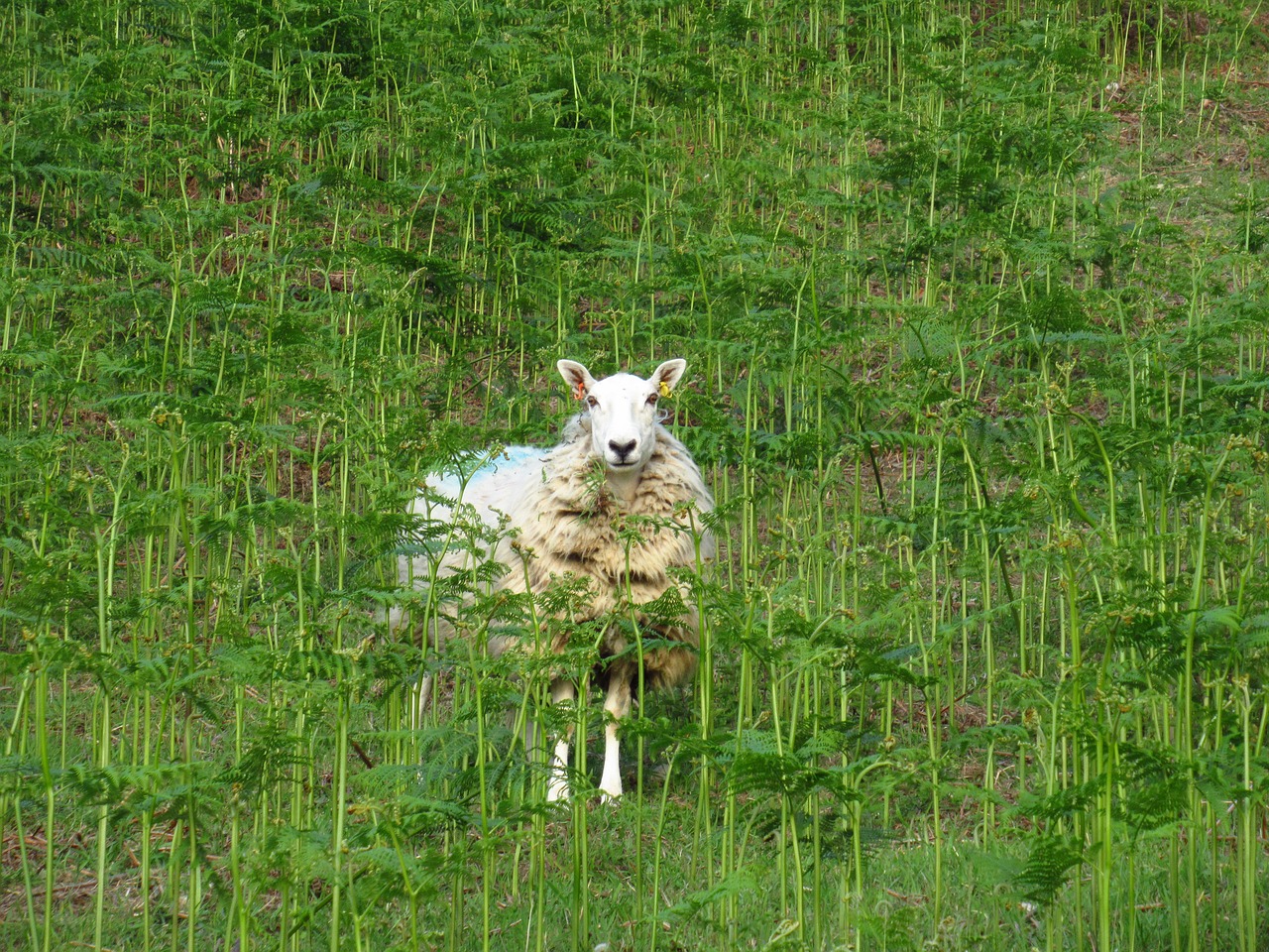 sheep  wales  britain free photo