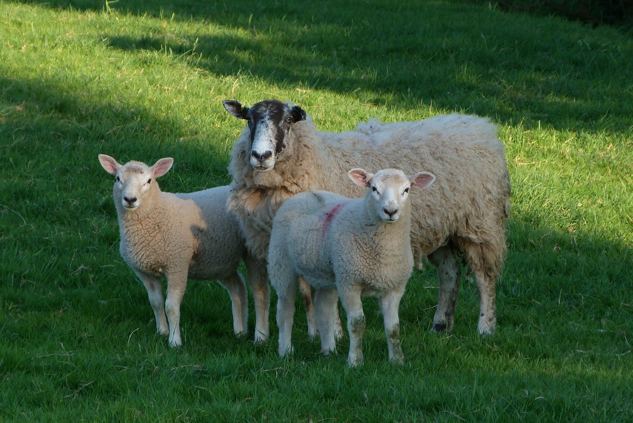 sheep  lambs  farm free photo