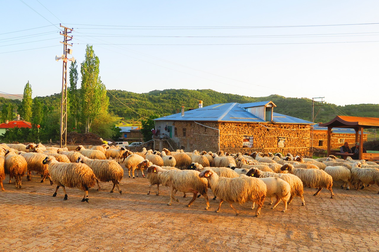 sheep  village  herd free photo