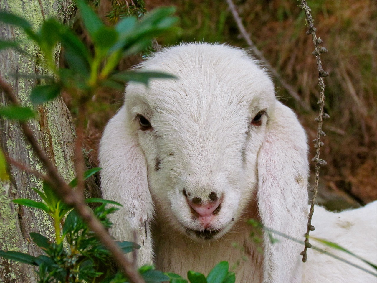 sheep  portrait  animal free photo