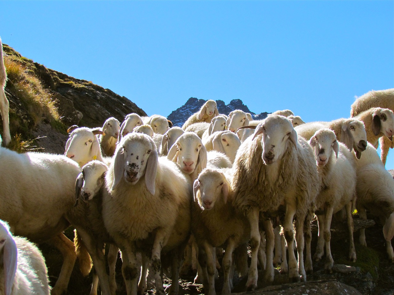 sheep  herd  flock free photo