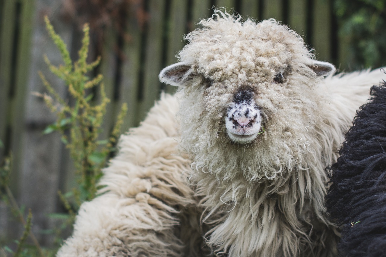 sheep  the head of the  white sheep free photo