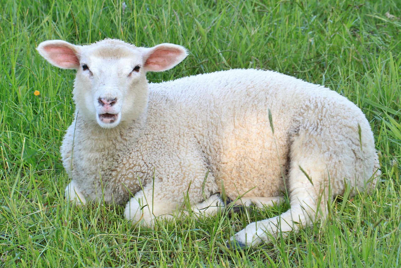 sheep lamb lambs free photo