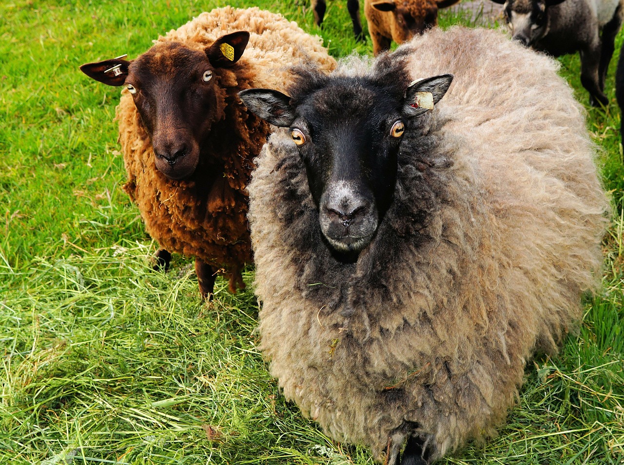 sheep black sheep wool free photo