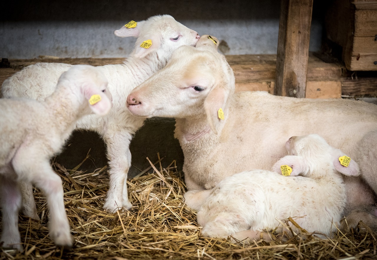 sheep  sheep breeding  lamb free photo