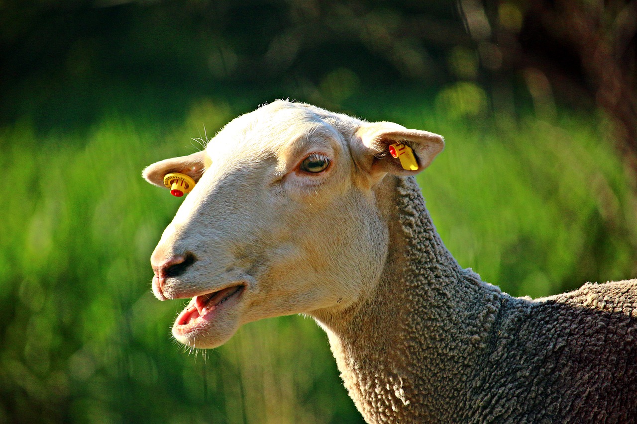 sheep  bleat  animal free photo