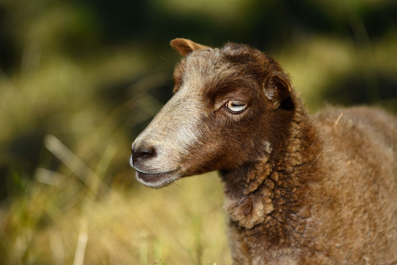 sheep  animal  mammal free photo