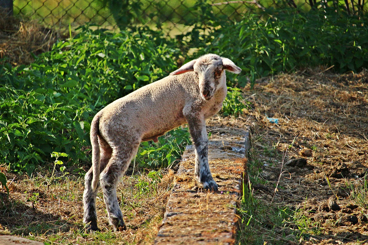 sheep  lamb  wool free photo