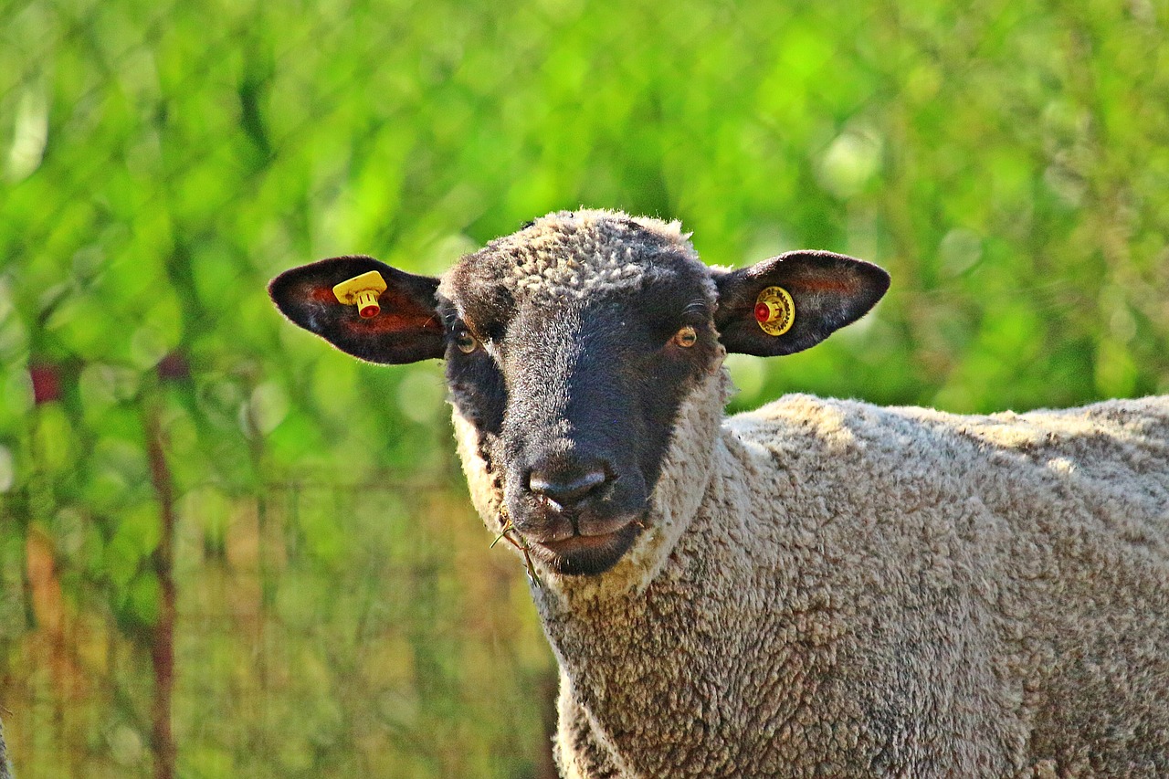 sheep  merino  animal free photo