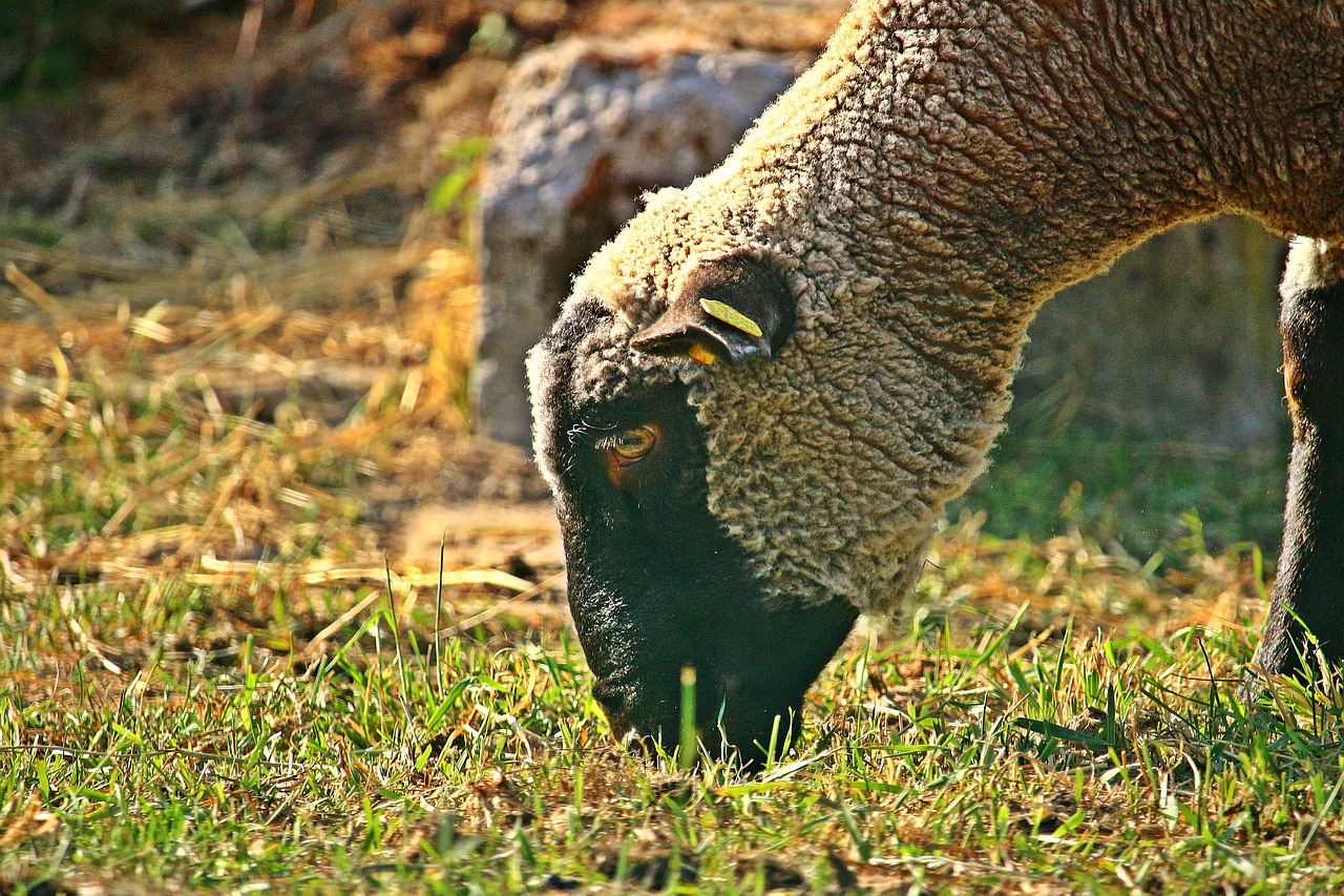 sheep  livestock  merino free photo