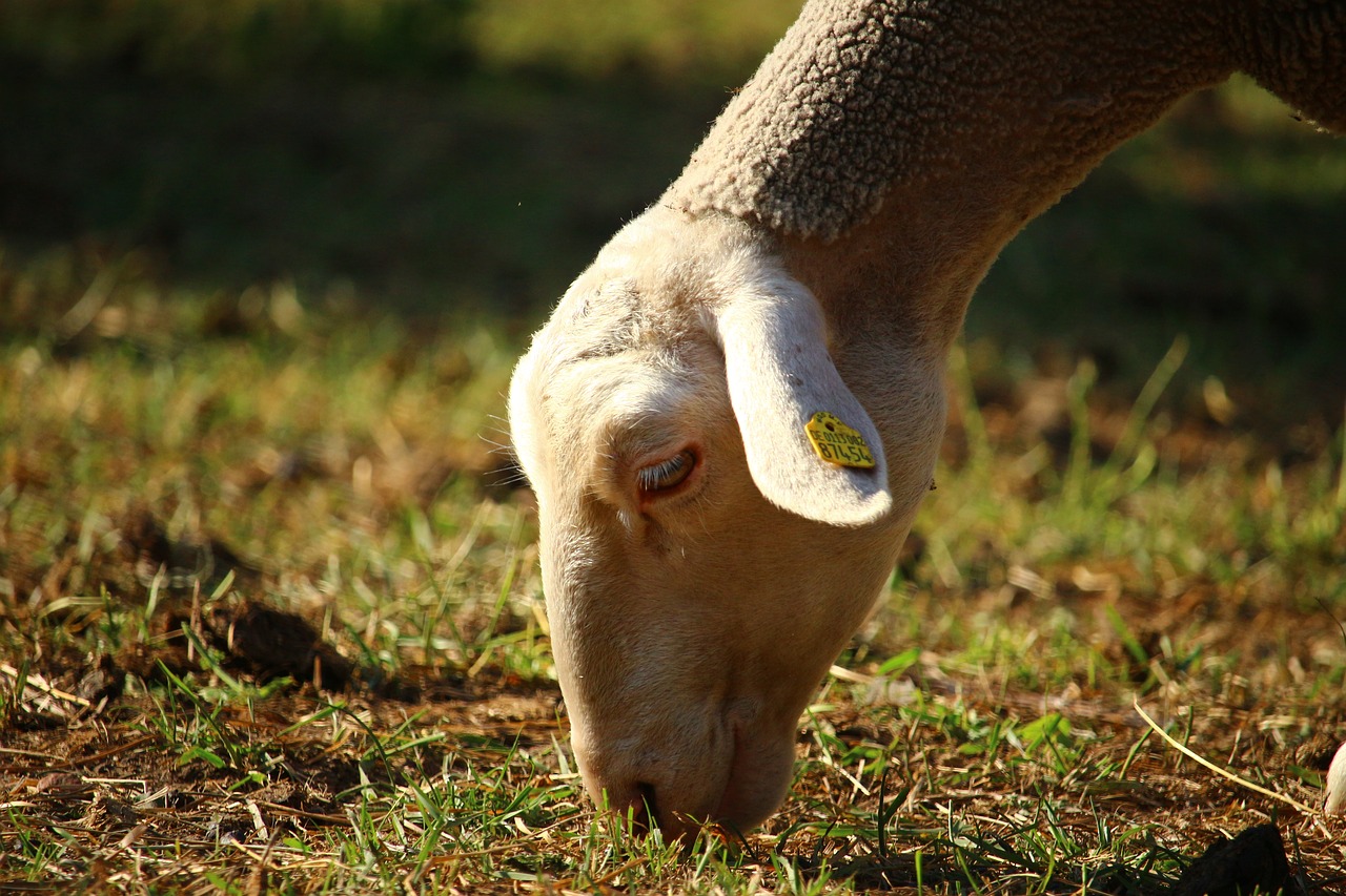 sheep  animal  pasture free photo