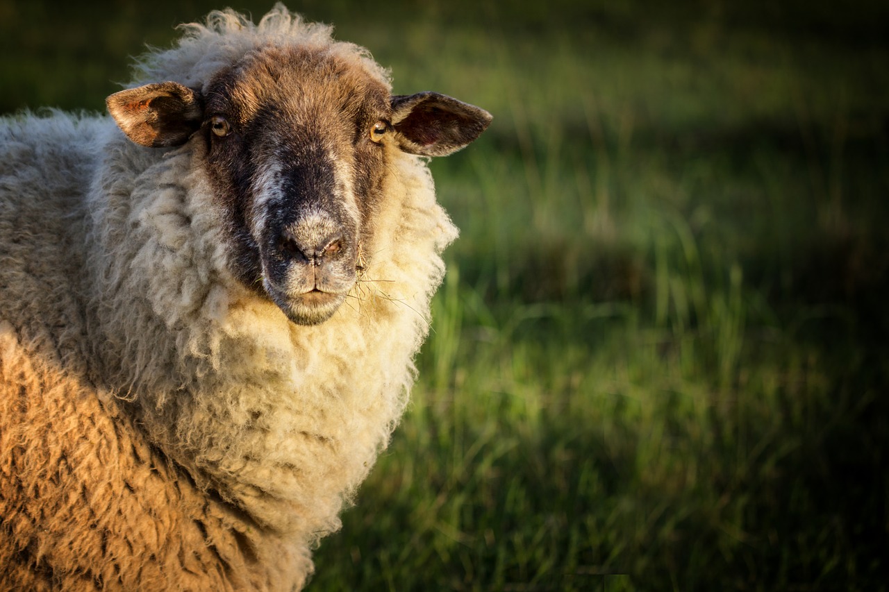 sheep  meadow  animal free photo