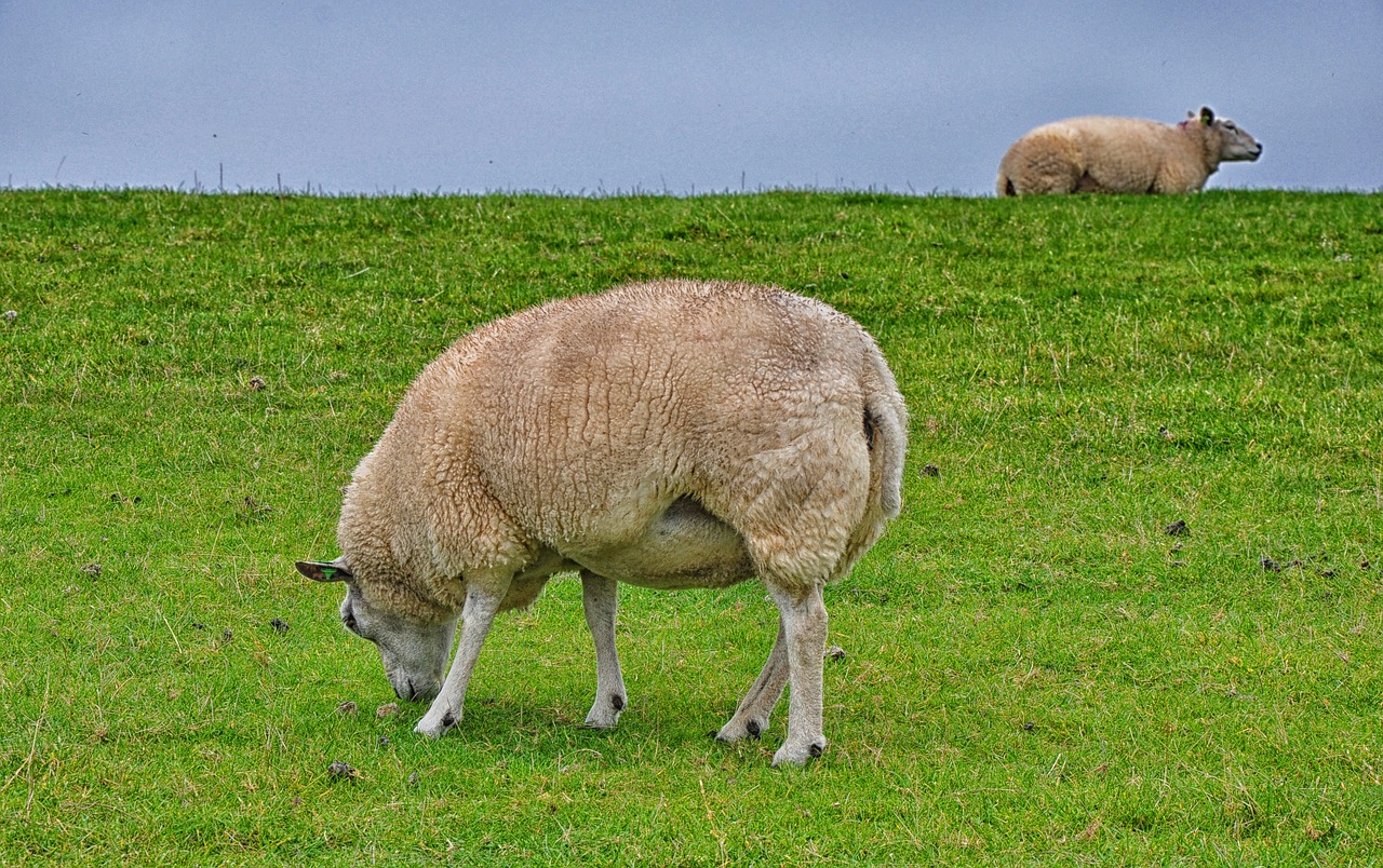 sheep  ameland  island free photo