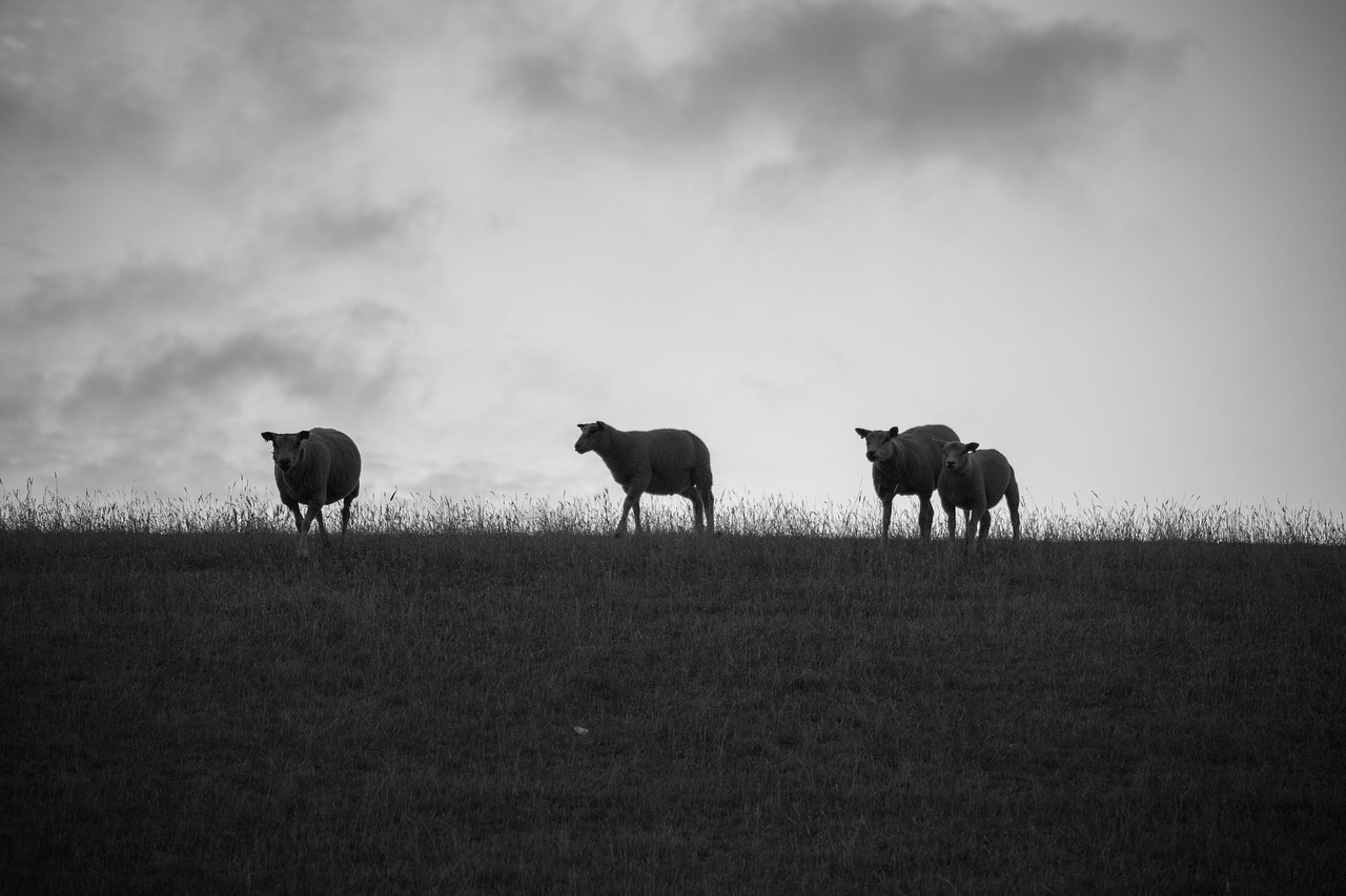 sheep  zeedijk  friesland free photo