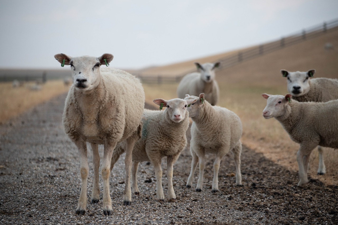 sheep  zeedijk  friesland free photo