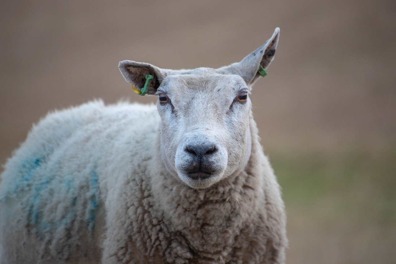 sheep  zeedijk  friesland free photo