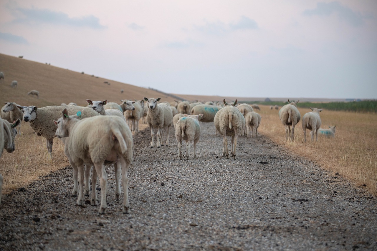 sheep  zeedijk  friesland free photo