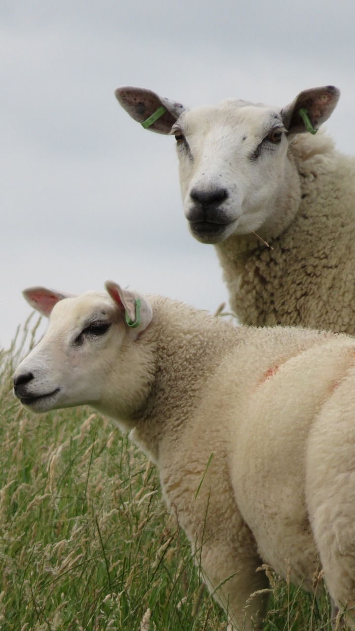 sheep  netherlands  dyke free photo