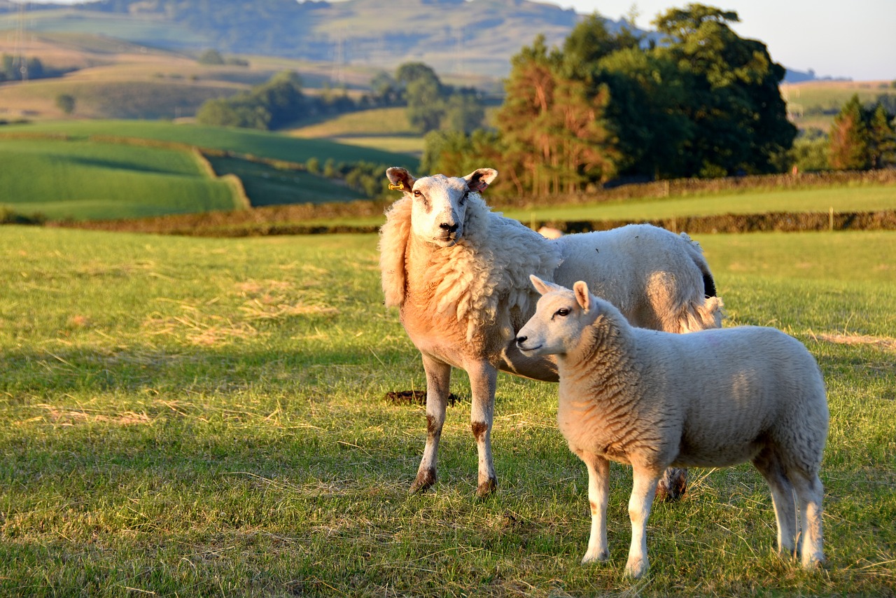 sheep  meadow  lambs free photo