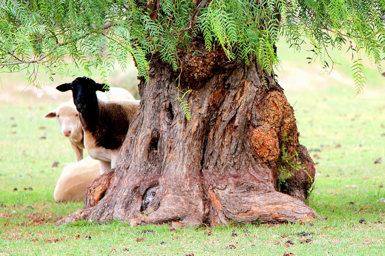 sheep  shade  peek free photo