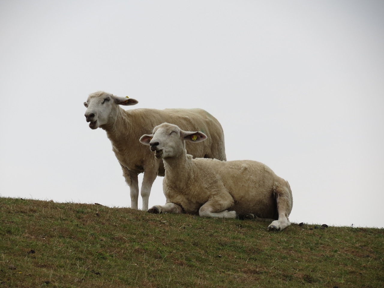 sheep  dike  pasture free photo