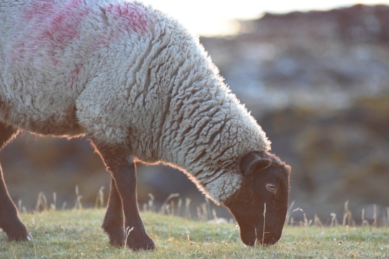 sheep  grass  animal free photo