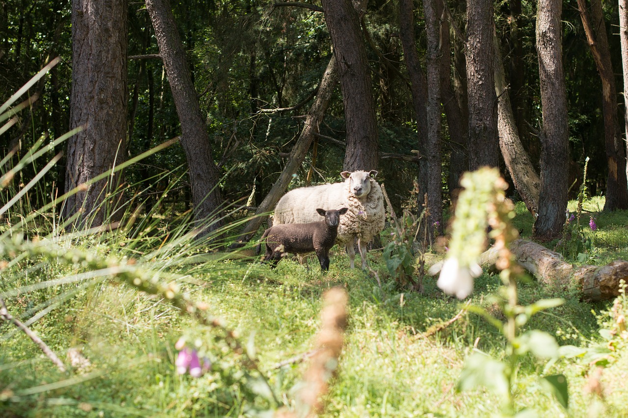 sheep  forest  walking free photo