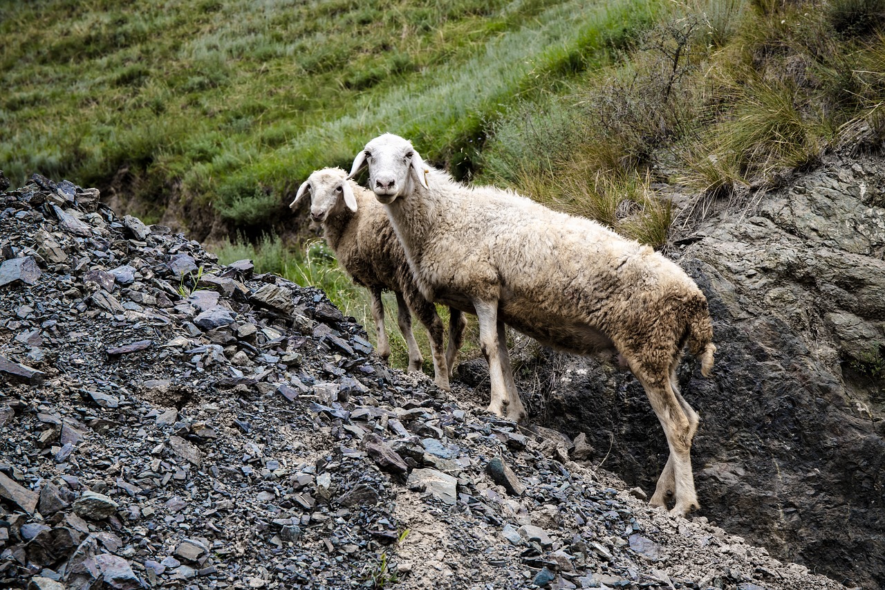 sheep  livestock  stone free photo