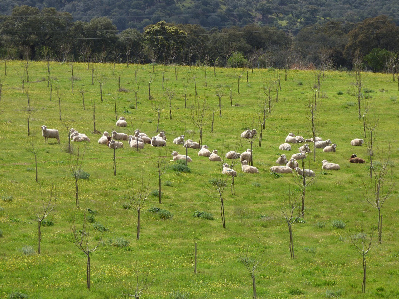 sheep  flock  livestock free photo