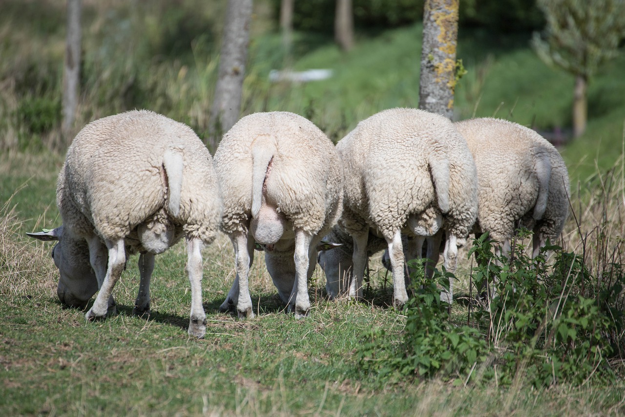 sheep  wool  meadow free photo