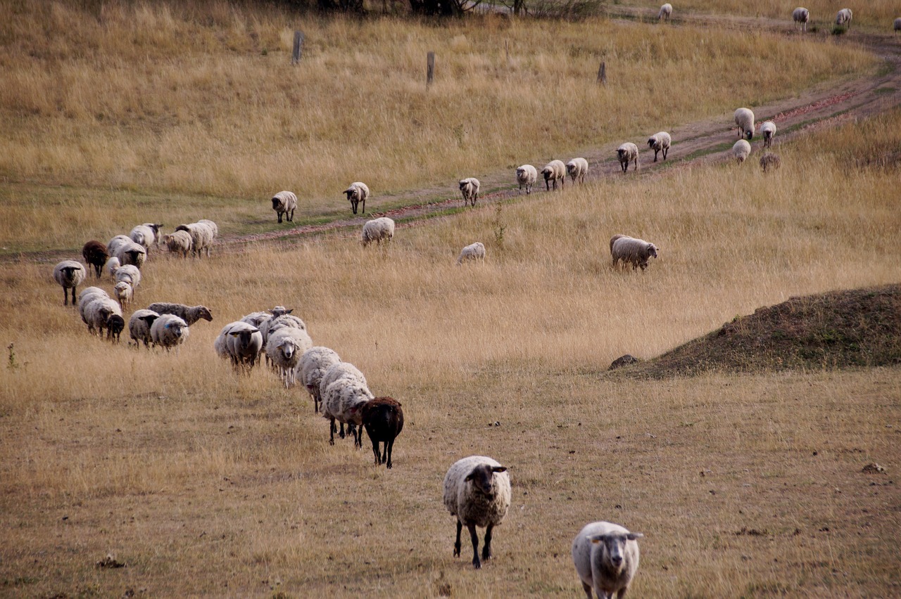 sheep  counting  home free photo