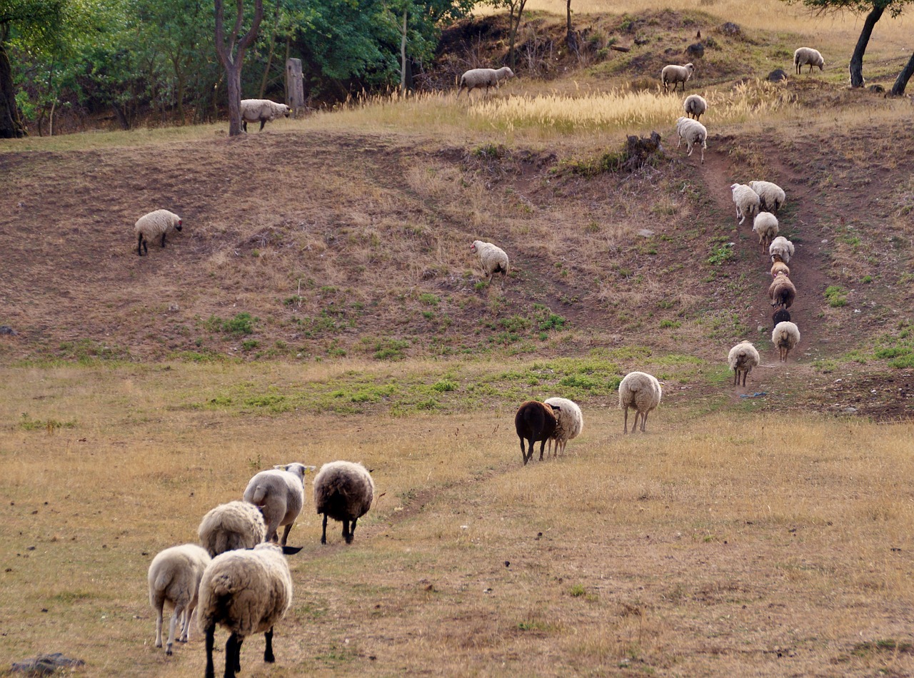 sheep  counting  home free photo