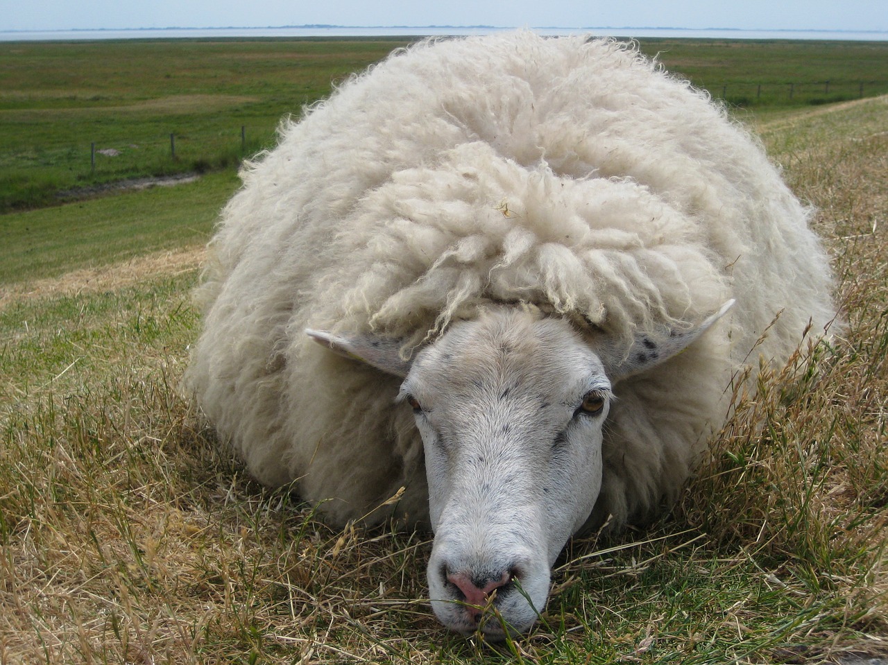 sheep  wool  dike free photo