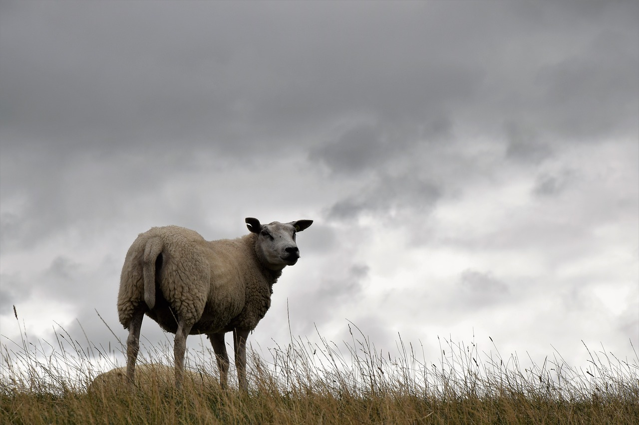 sheep  zeedijk  friesland free photo