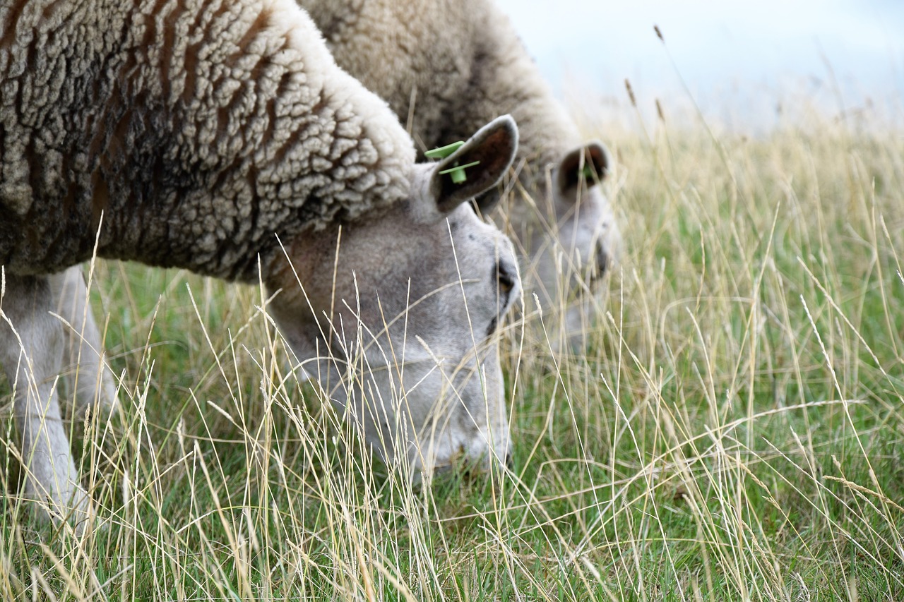 sheep  browser  grass free photo