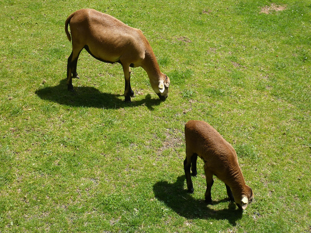 sheep  animals  nature free photo