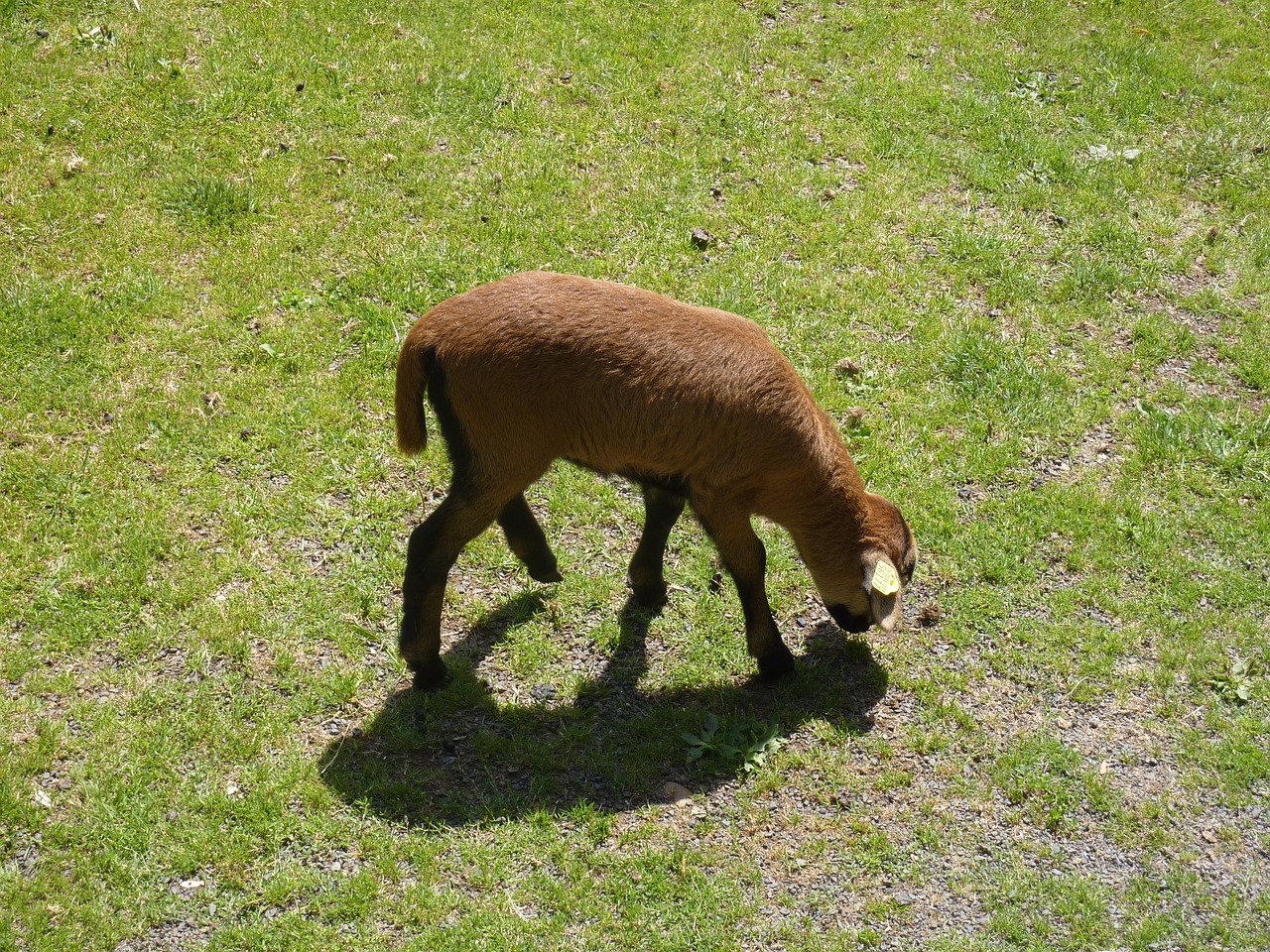 sheep  animal  nature free photo