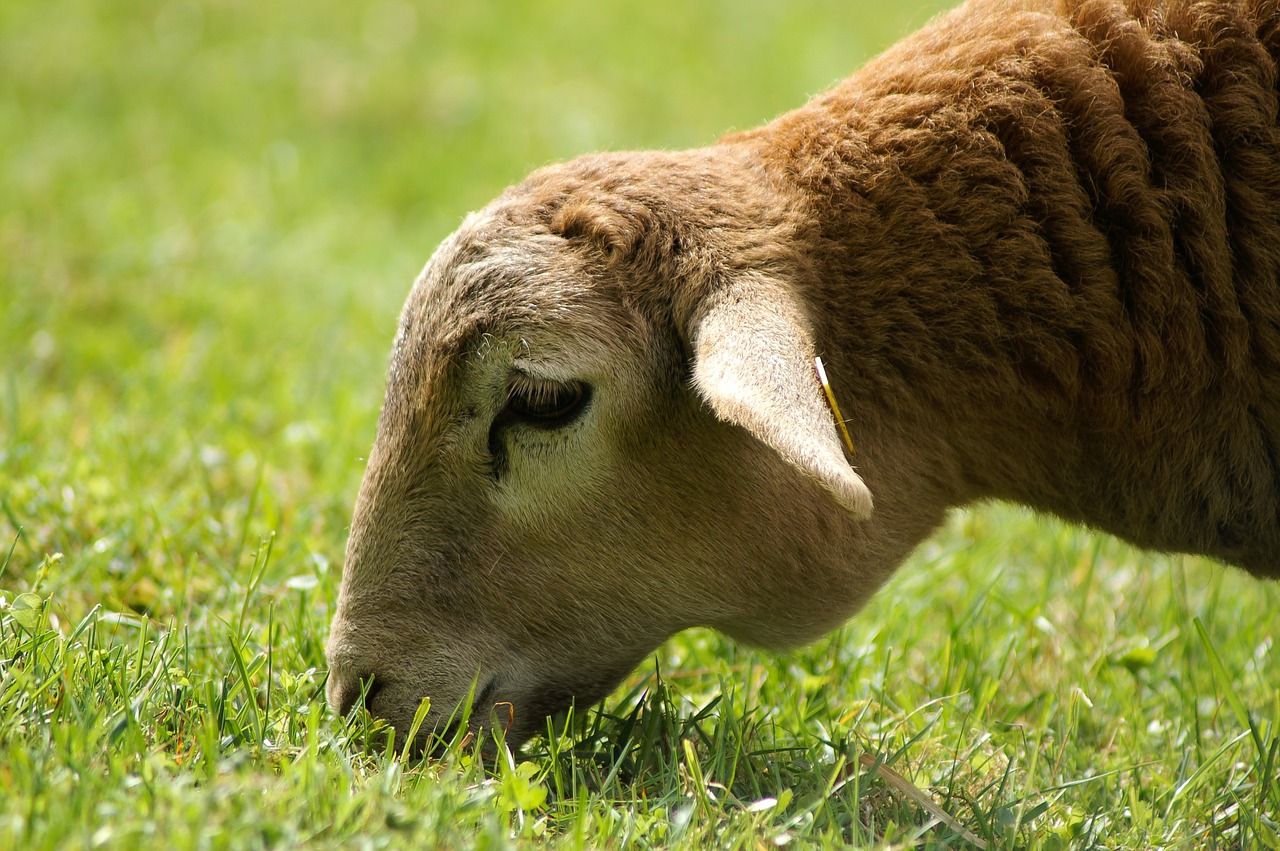 sheep  grass  green free photo